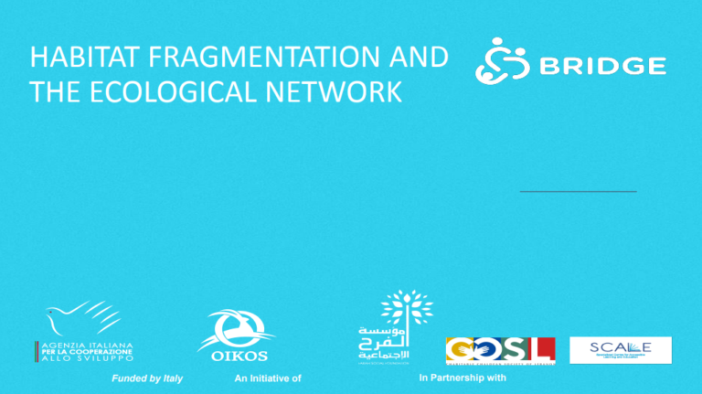 Habitat Fragmentation and Ecological Networks: Protecting Connected Ecosystems